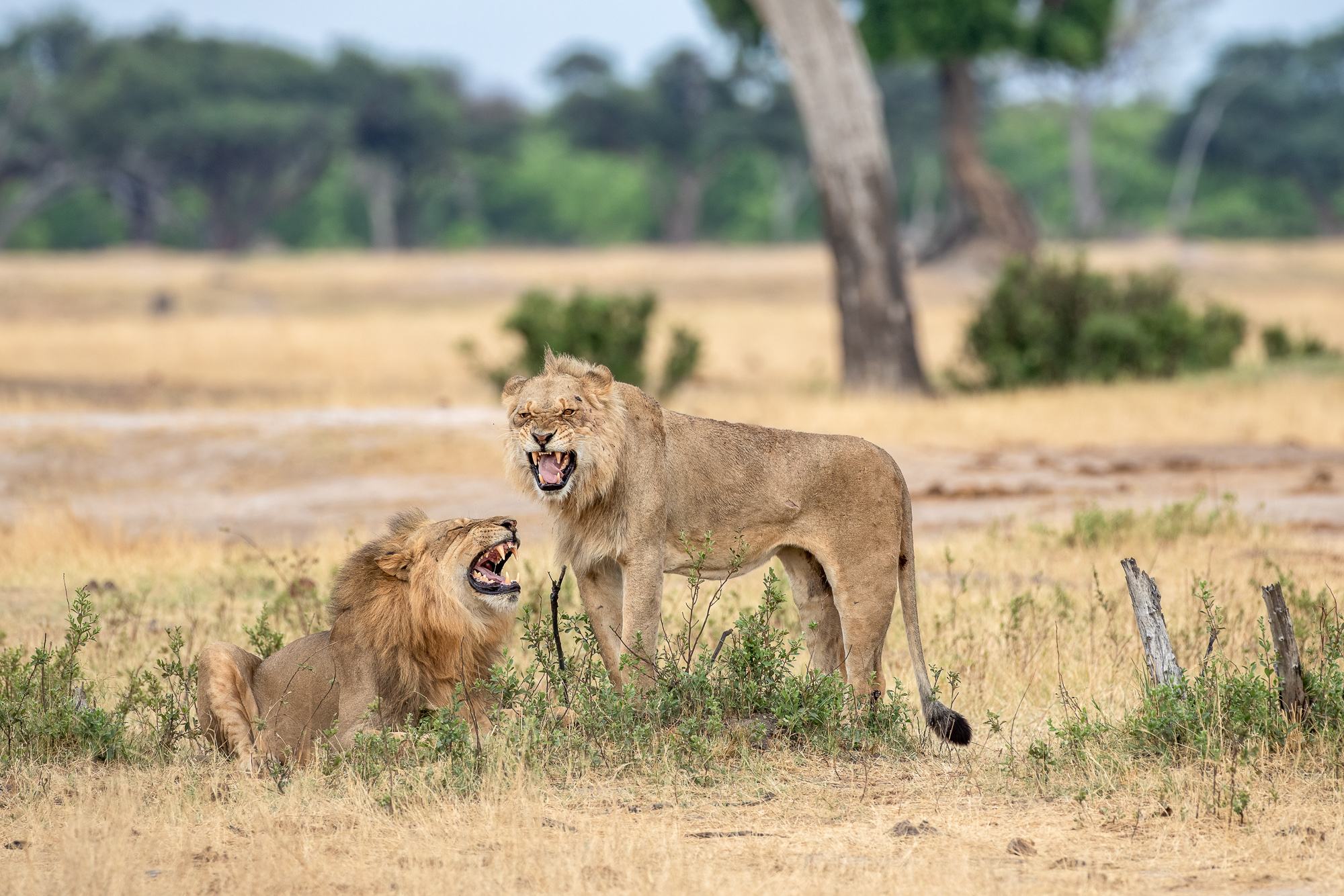 Male Lions Flehmen Response | Hwange National Park, Zimbabwe, Africa ...